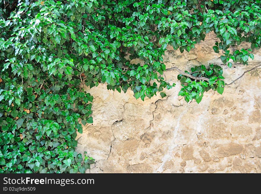 Young branches of ivy