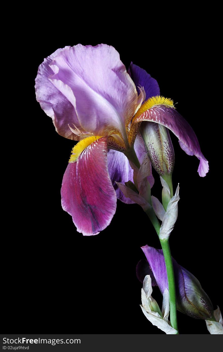 Flower iris on dark background