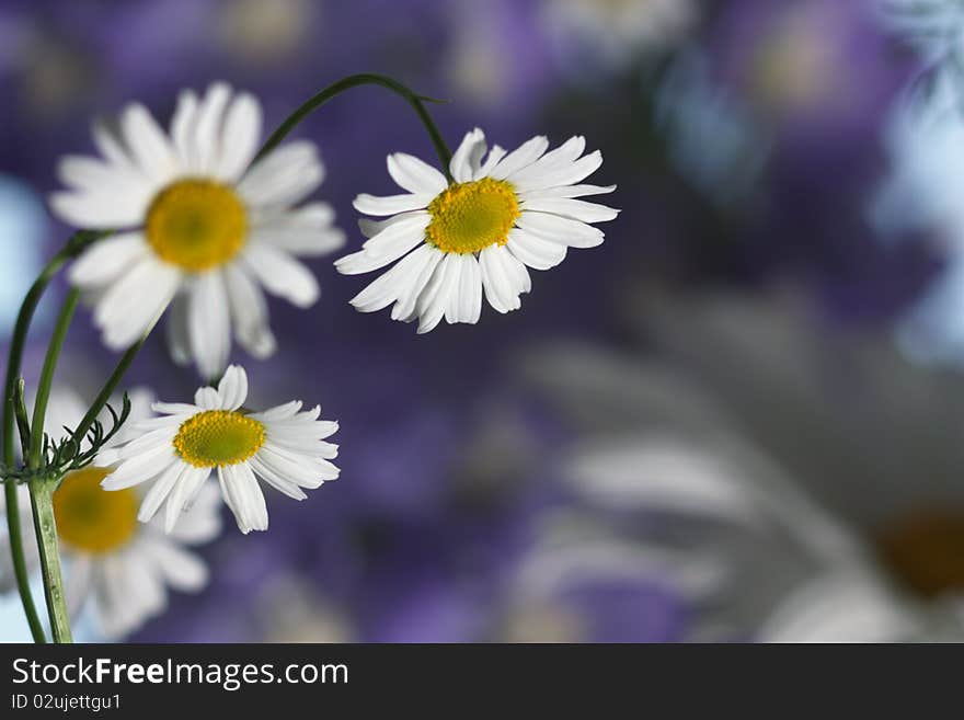 Year bouquet wild camomiles on blur background