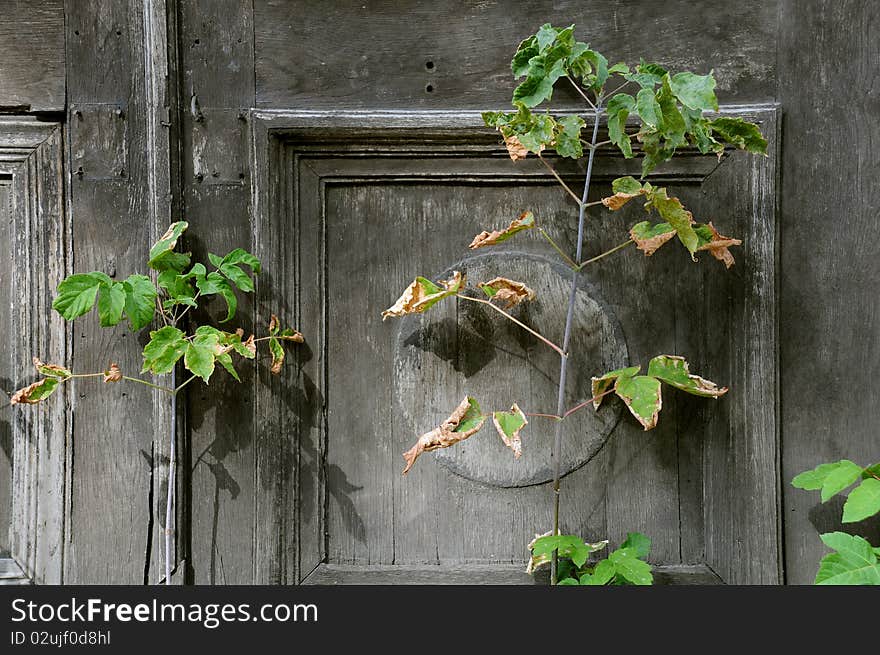 Withering Plant Against Shabby Door Background