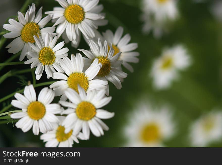 Year bouquet wild camomiles on blur background