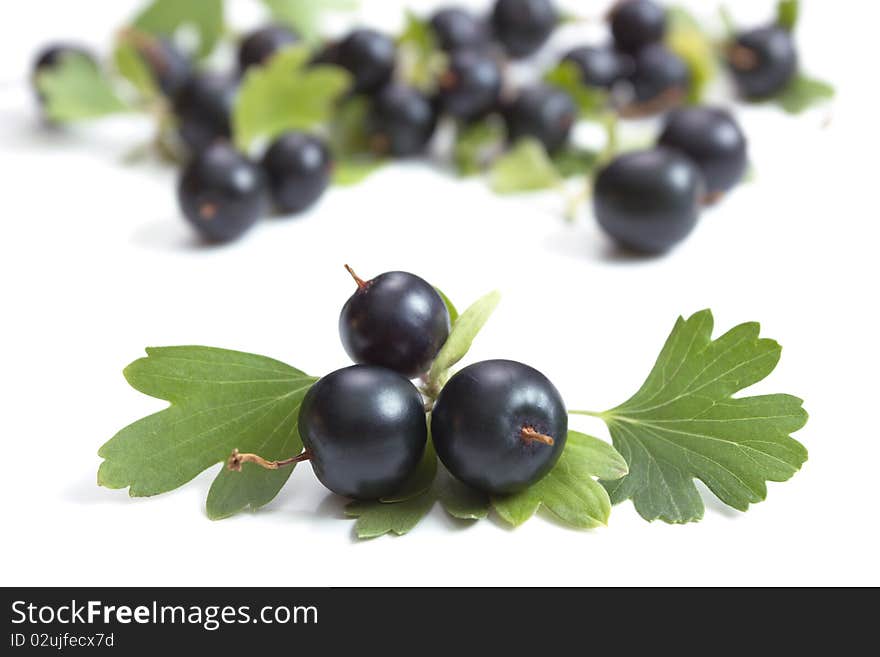 Golden Currant on white background (Ribes aureum)