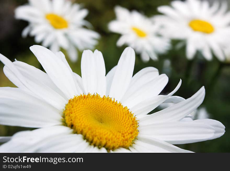 Year bouquet wild camomiles on blur background