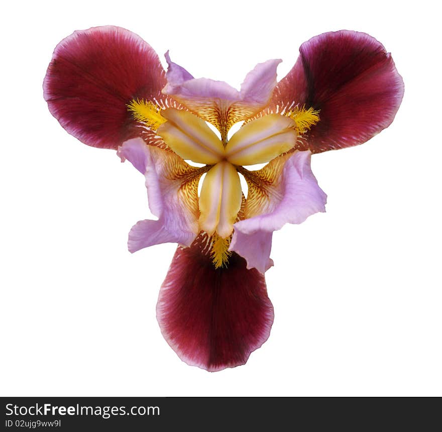 Flower iris on white background (isolated)