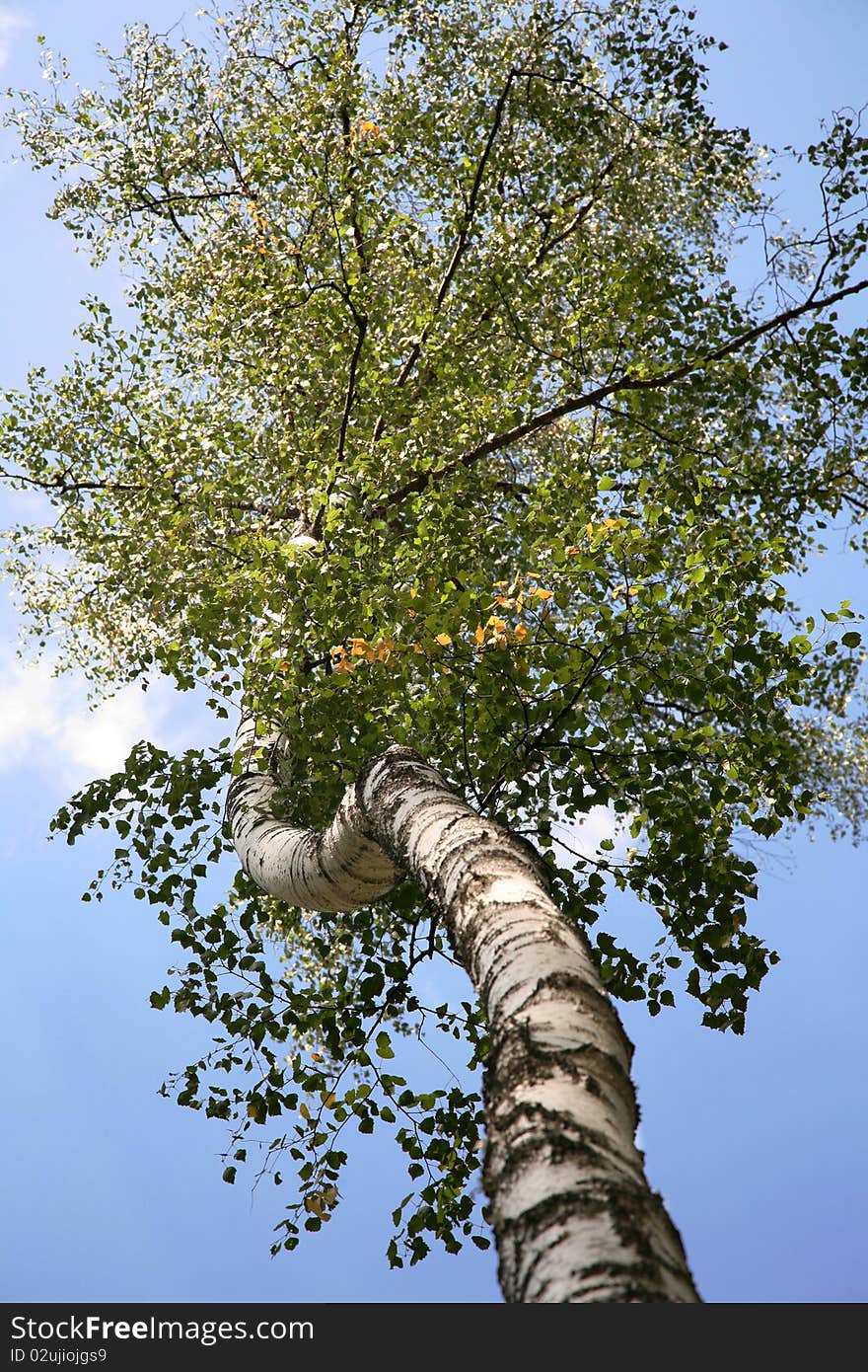 Birch