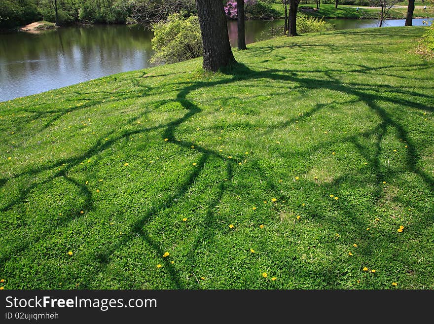 Shadow Of A Tree On Grass During Springtime At The Park With Fishing Lake In The Background, Mason Ohio. Shadow Of A Tree On Grass During Springtime At The Park With Fishing Lake In The Background, Mason Ohio