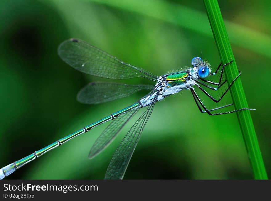 Macro of a tiny blue dragonfly on caulis. Macro of a tiny blue dragonfly on caulis