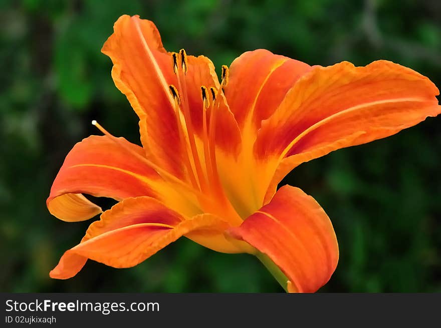 Close up orange day-lily in the summer time. Close up orange day-lily in the summer time