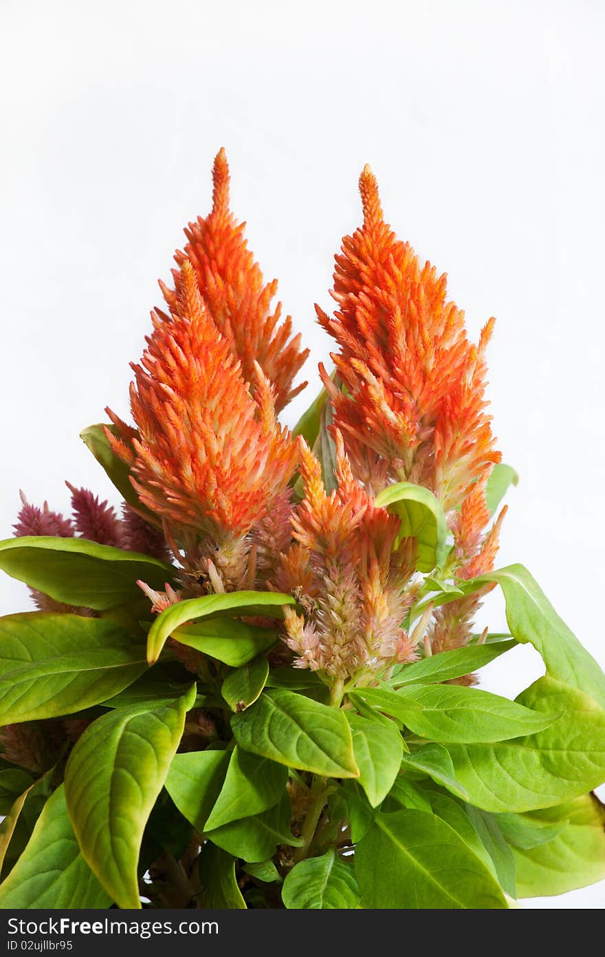 Orange Celosia Plant on White Background