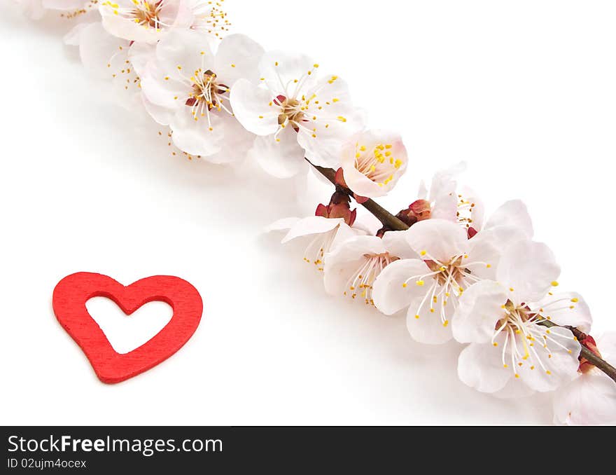 Heart and sakura. Nature composition. Conceptual design.