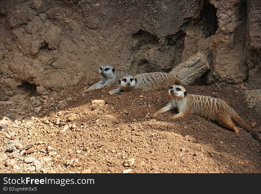 Three Meerkats laying in the sand