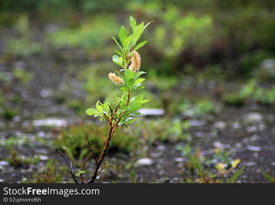 Leaf