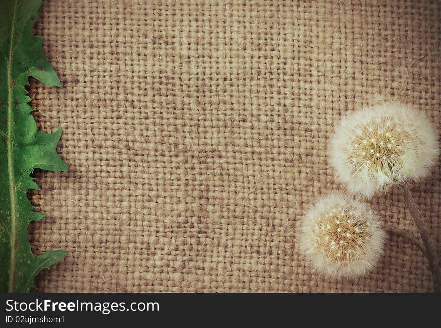 Dandelions On Burlap Background