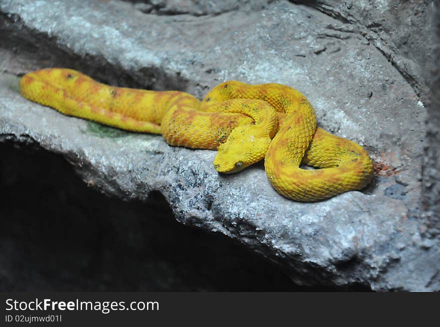 Yellow Eyelash Viper resting on rocks