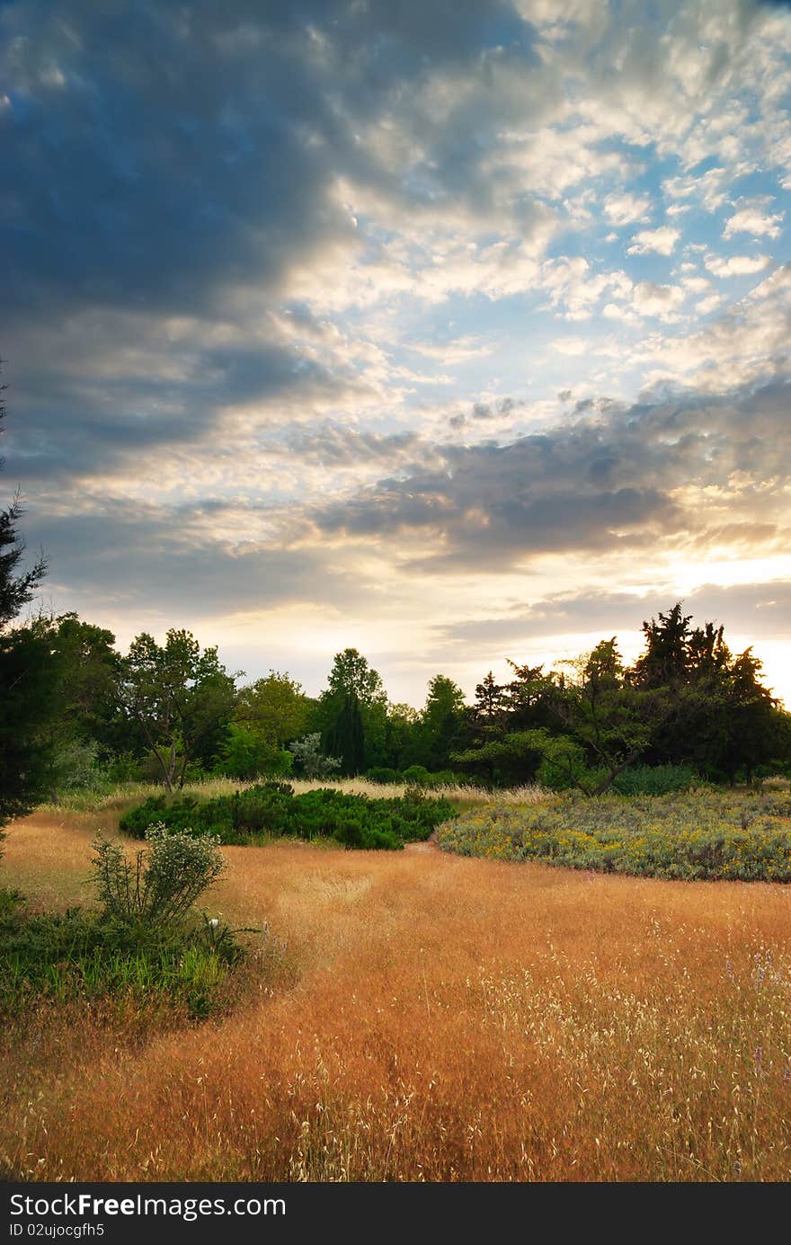 Summer sunset in forest. Nature composition.