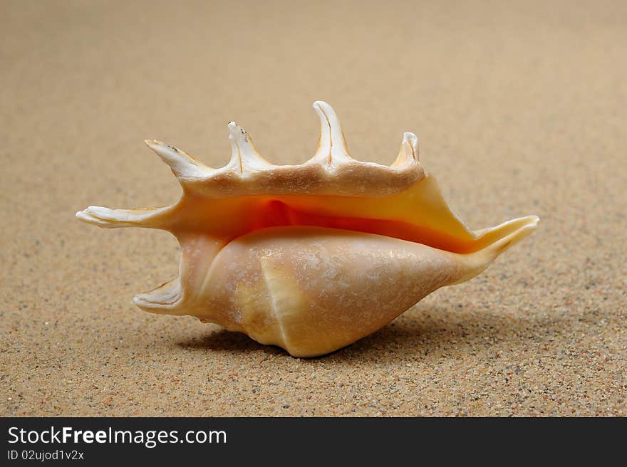 Macro studio shot of beautiful sea shell on a yellow sand