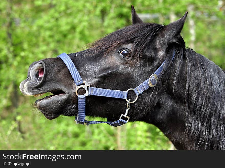 Horse portrait, horse on farm