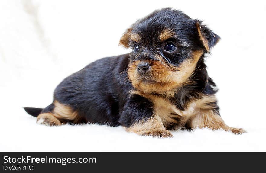 Puppy yorkshire terrier on the white background