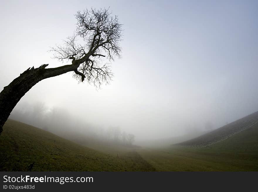 Morning fog.