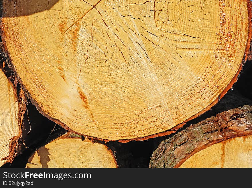 A sawn end of pine log with amber-colored drops of resin. A sawn end of pine log with amber-colored drops of resin