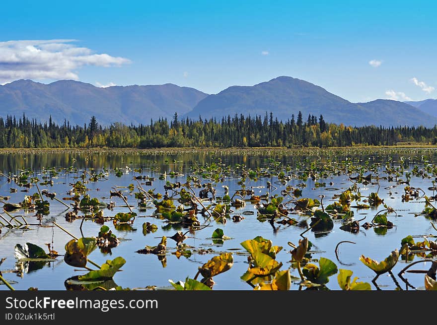 Lilly pad lake