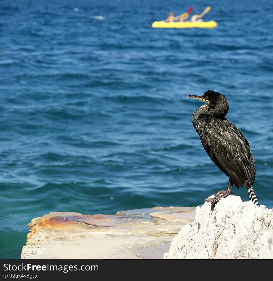 Great Cormorant (Phalacrocorax Carbo)