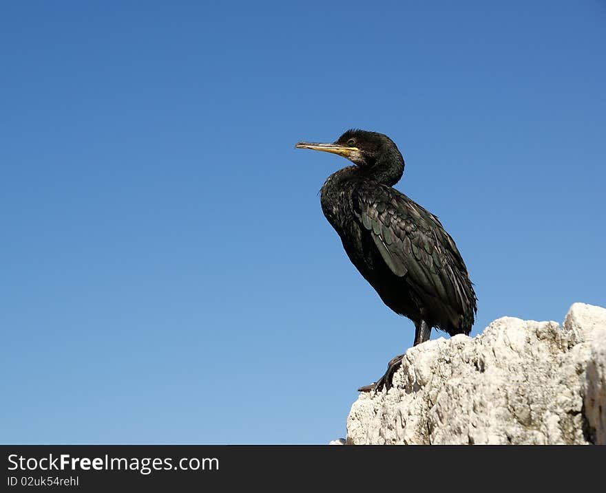 The Great Cormorant (Phalacrocorax carbo), known as the Great Black Cormorant across the Northern Hemisphere, the Black Cormorant in Australia and the Black Shag further south in New Zealand, is a widespread member of the cormorant family of seabirds. It breeds in much of the Old World and the Atlantic coast of North America