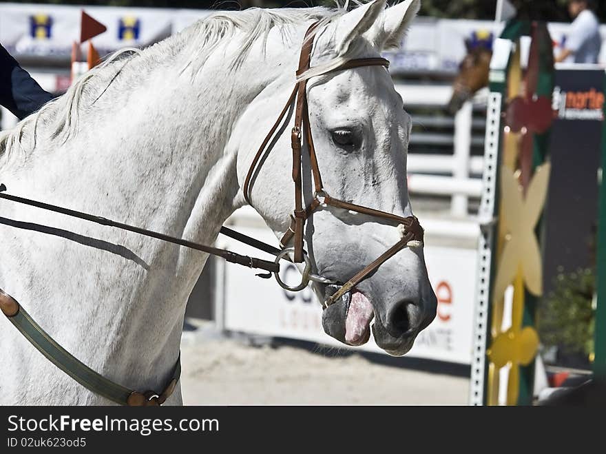 A white horse ready to jump in a competition. A white horse ready to jump in a competition.