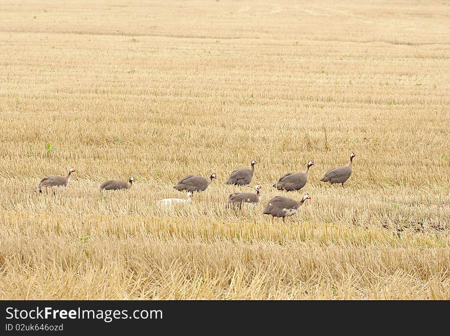 The Helmeted Guineafowl