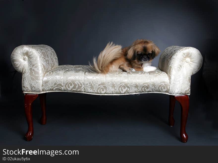 Small shiatsu dog sitting on white princess bench. Small shiatsu dog sitting on white princess bench