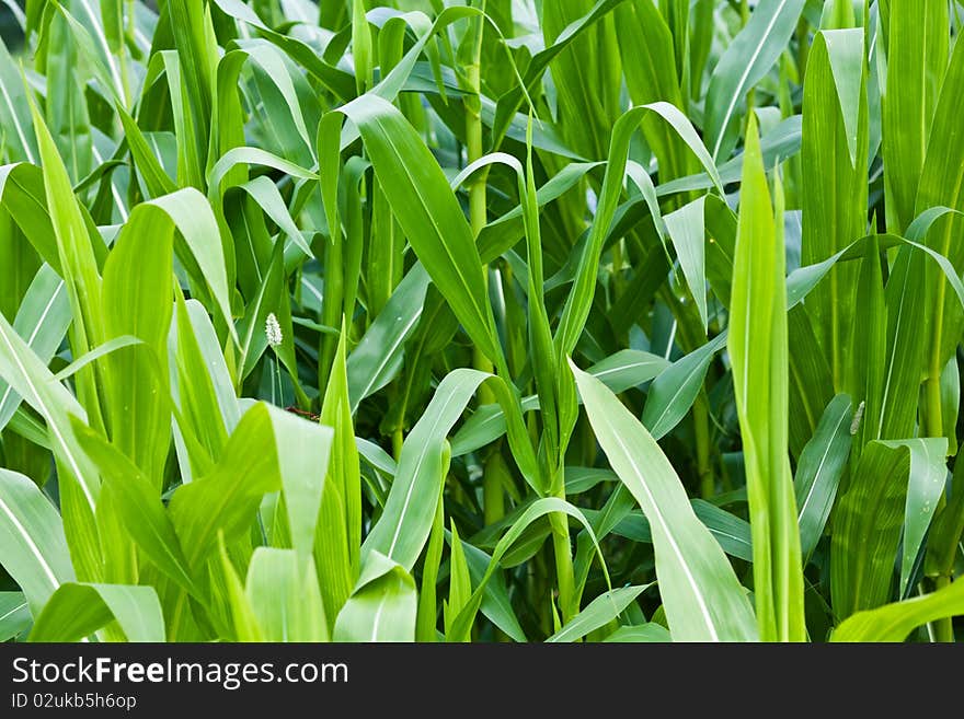 Maize field during summer