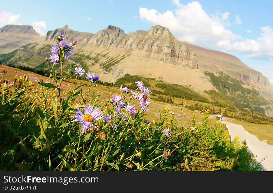 Alpine flowers on mountains background, Logan Pass, Glacier National Park, Montana. Alpine flowers on mountains background, Logan Pass, Glacier National Park, Montana.