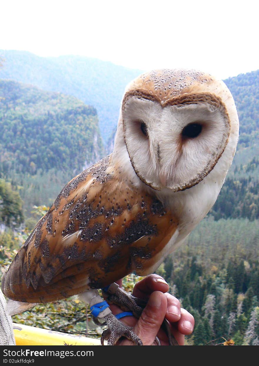 Barn Owl