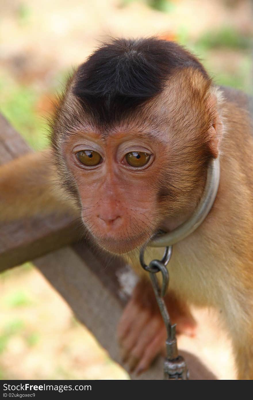 Chained Monkey