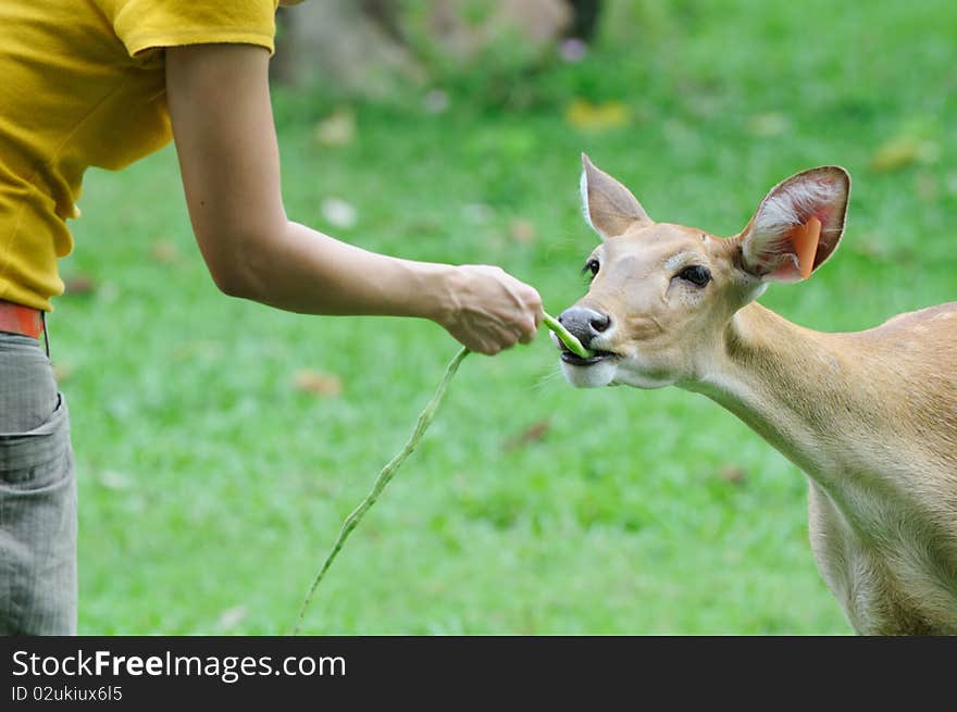 Deer feeding at open zoo.