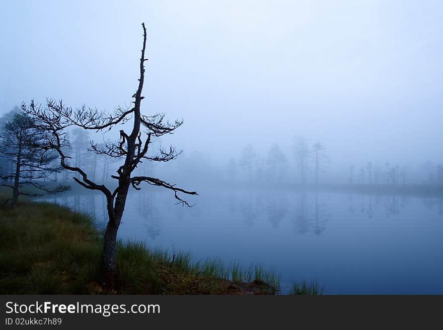 Misty morning in marsh, mysterious lakeside at foggy autumn.