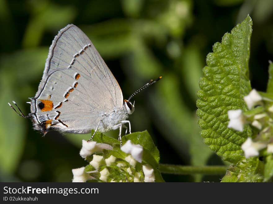 A Gray Hairstreak Butterfly on a White Lantana Flower Blooms. A Gray Hairstreak Butterfly on a White Lantana Flower Blooms