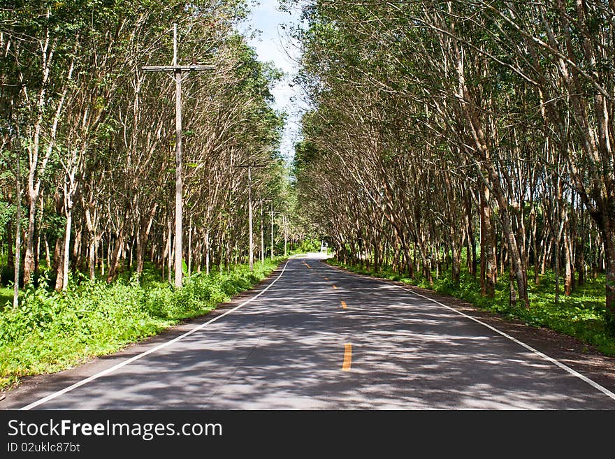 There are no cars on the road running and build roads through the forest. There are no cars on the road running and build roads through the forest.