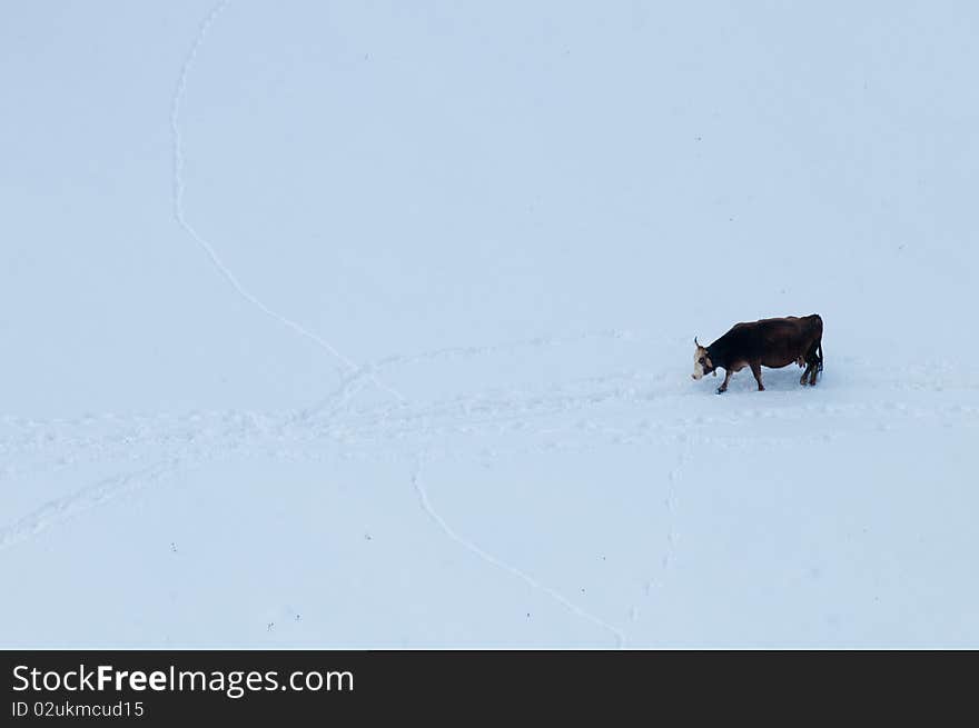 Single Cow In Snow