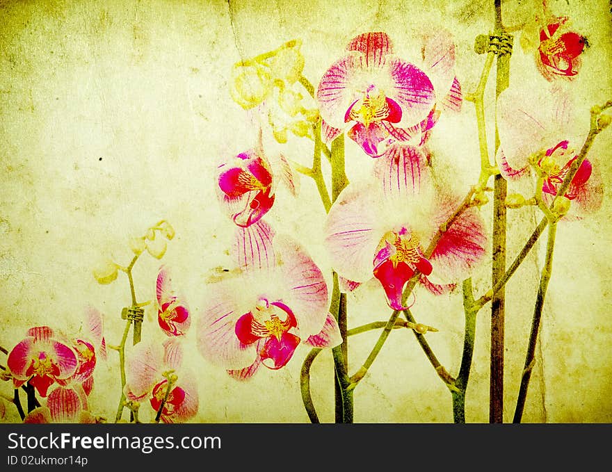 Pink orchid isolated on a grunge background