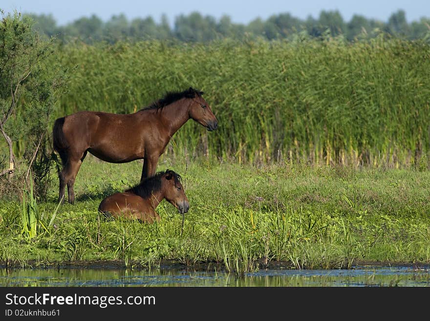 Wild Horses Pair