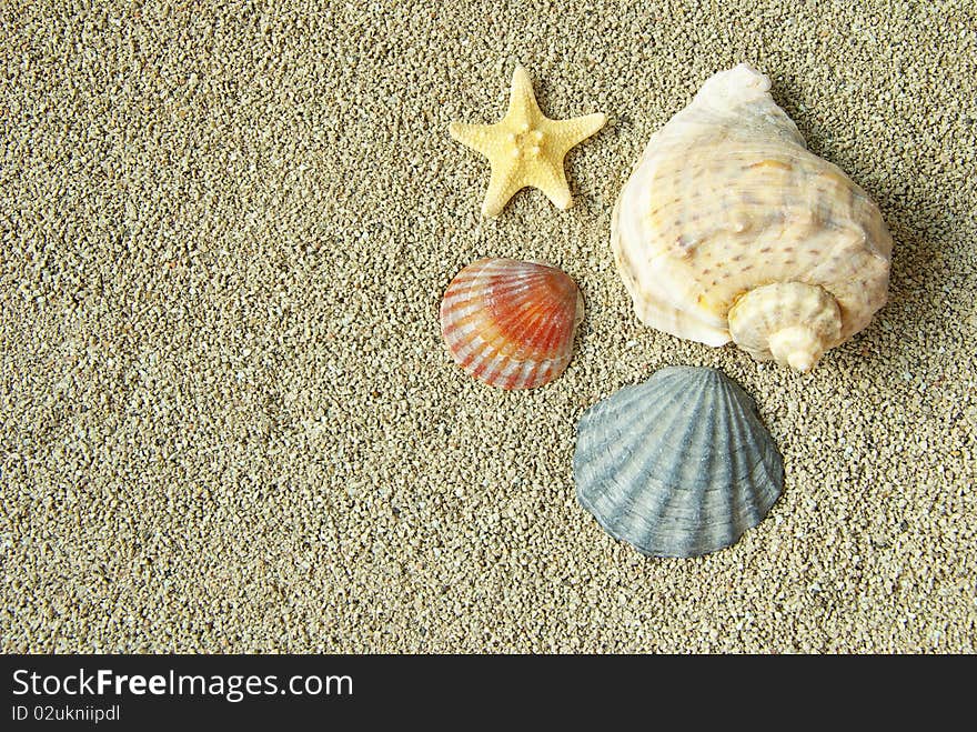 Starfish and shells on the beach