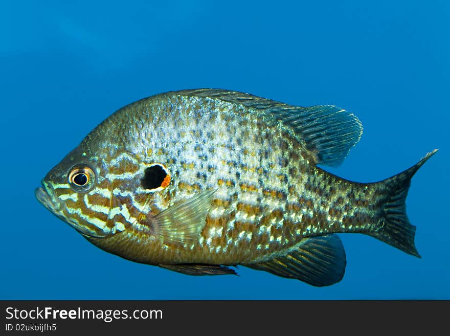 Pumpkinseed (Lepomis gibossus) in Aquarium