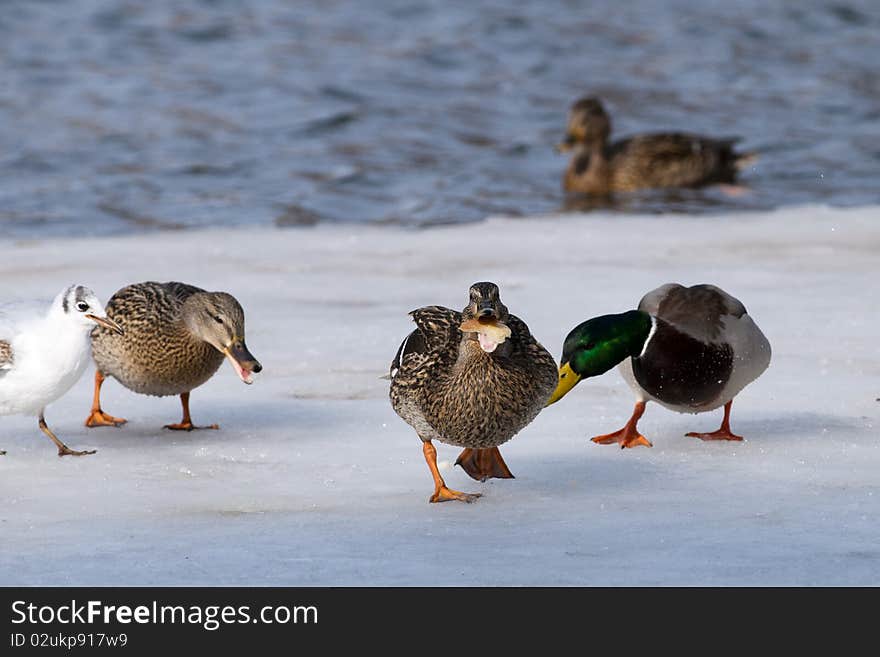 Mallard Ducks Eating