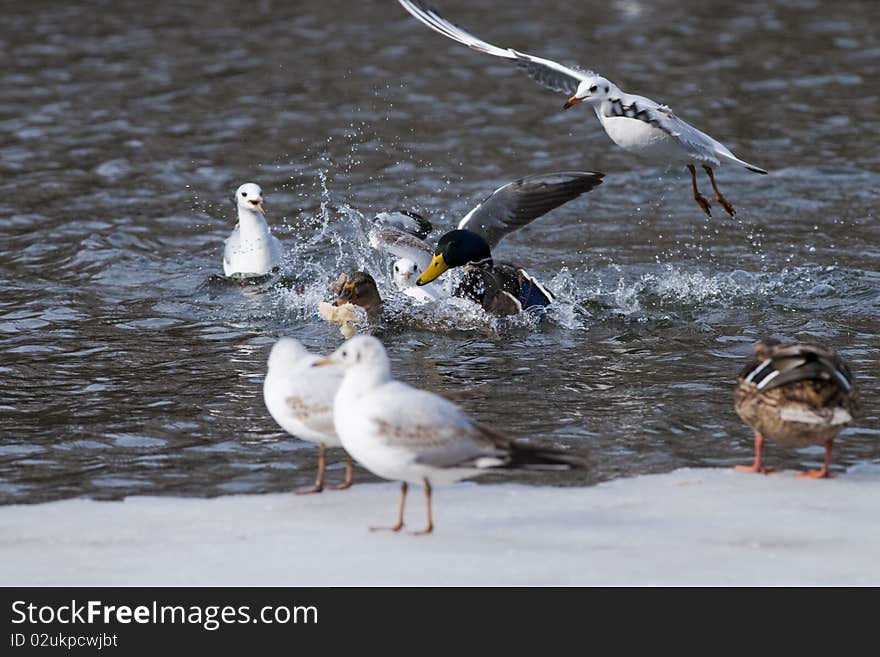 Mallard Ducks fighting