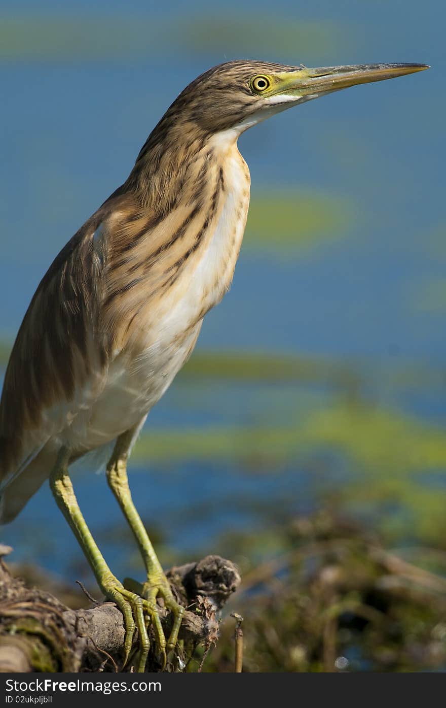 Silky or Squacco Heron