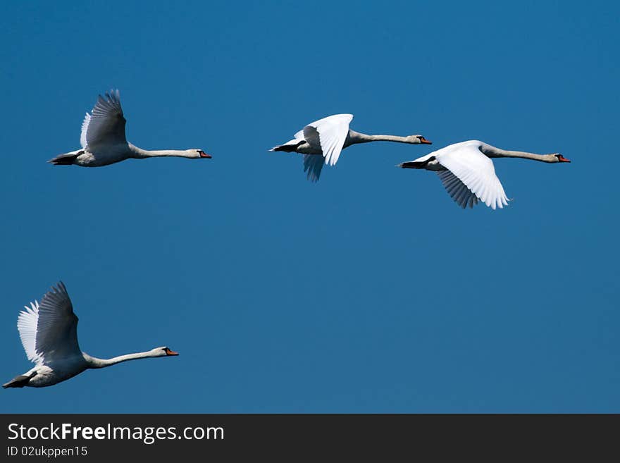 Mute Swan in Flight on blue sky