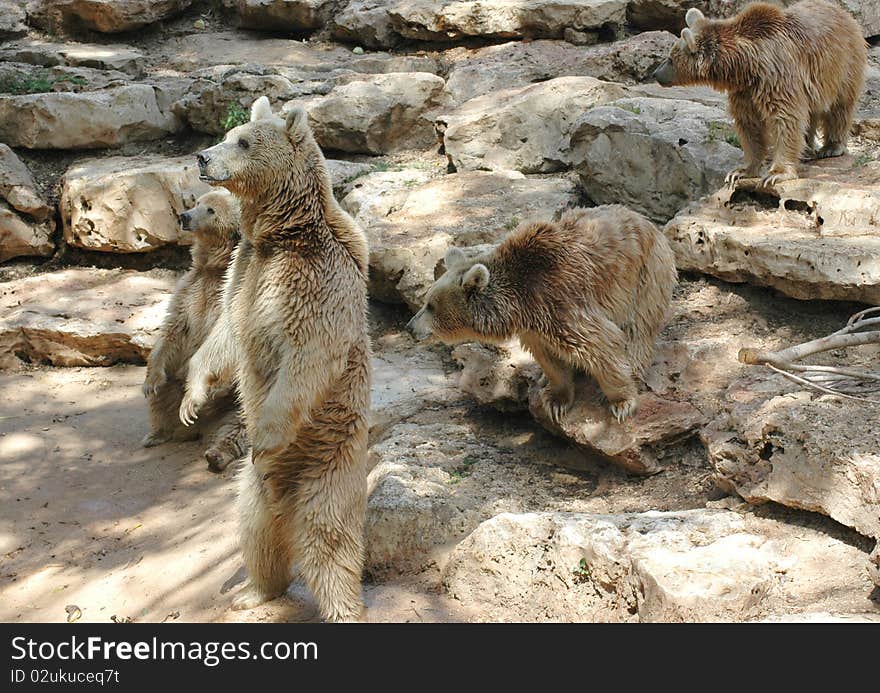 Grizzly Bears at the zoo waiting for their food