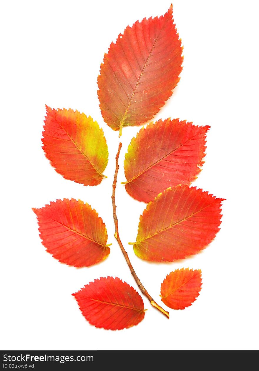 Colorful autumn leaf isolated on white background. Colorful autumn leaf isolated on white background