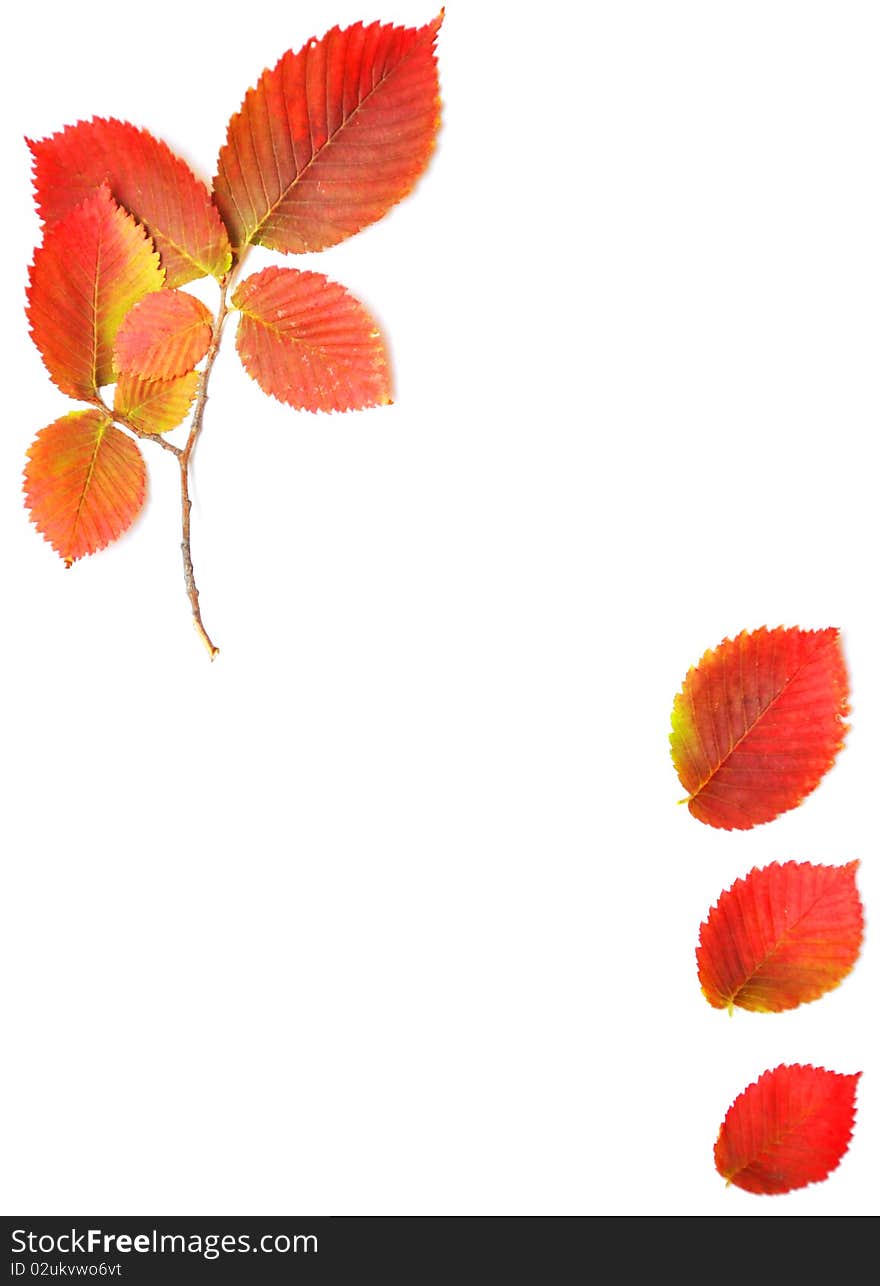 Colorful autumn border made from leaves, isolated on white background. Colorful autumn border made from leaves, isolated on white background